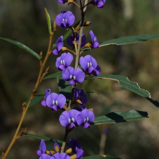 Hovea elliptica